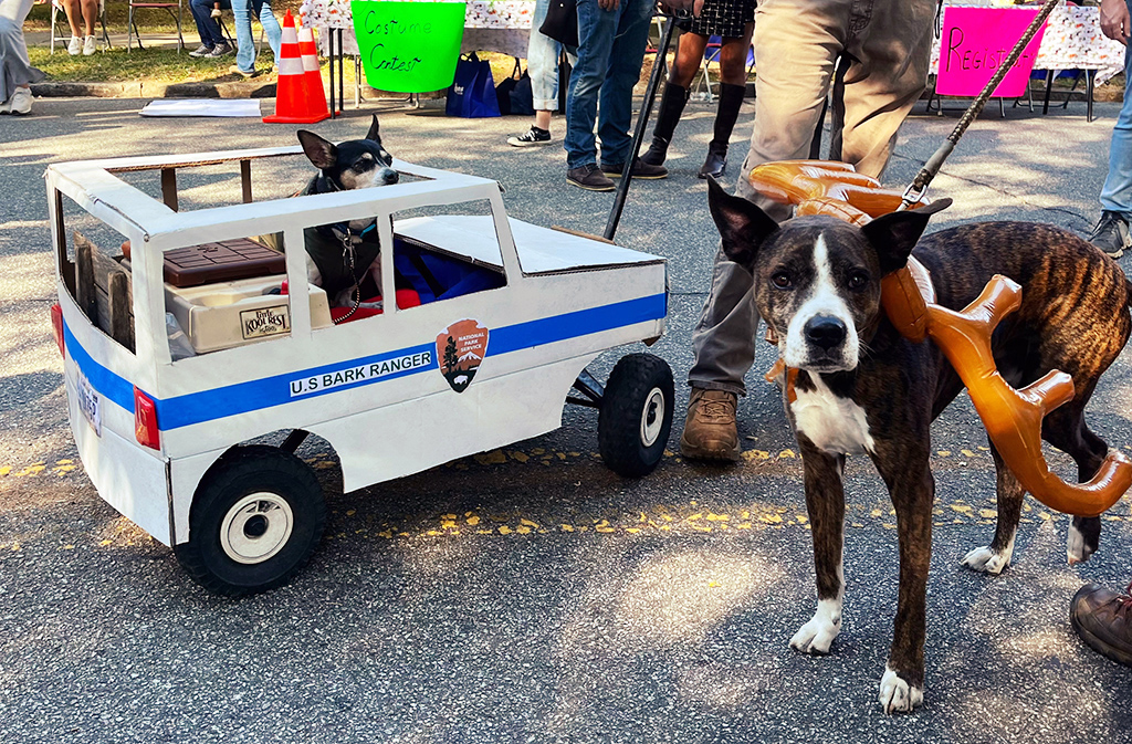 a dog in a cardboard truck and a dog wearing antlers
