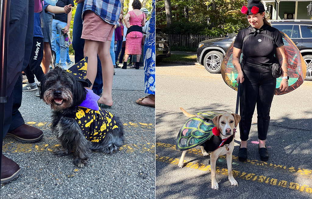 split image of a dog dressed as a wizard and a dog wearing wings