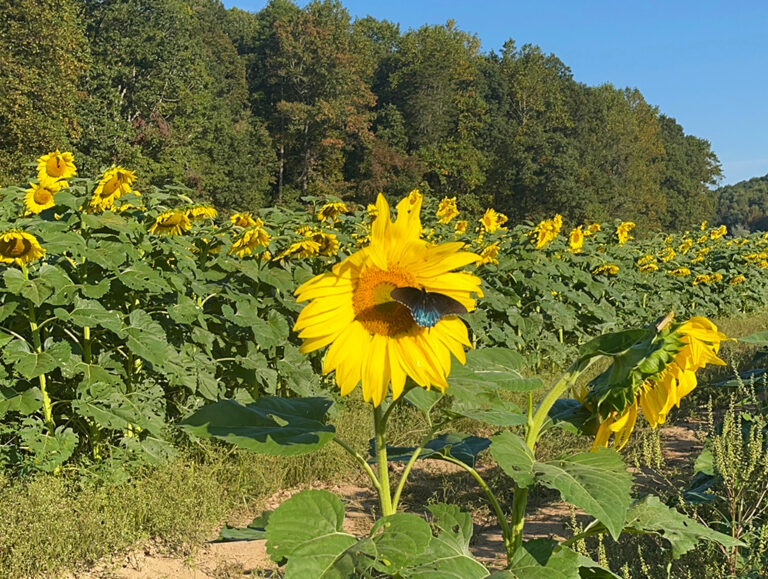 Sunflower Fields at Fausett Farms
