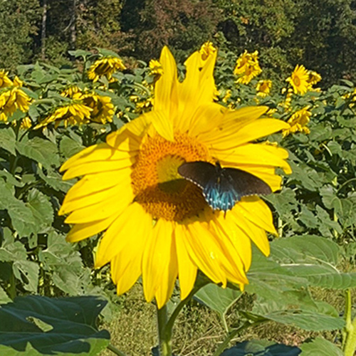 butterfly on a sunflower
