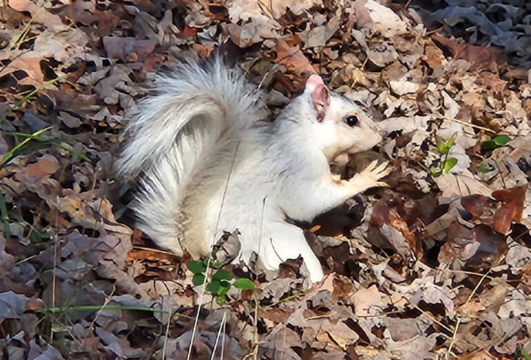 Brevard’s White Squirrels & Retro Christmas Trees