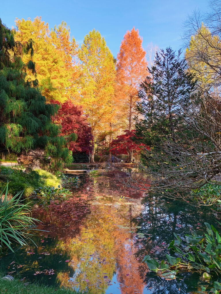 Japanese Maples at Gibbs Gardens