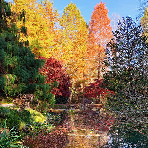 fall color change at Gibbs Gardens
