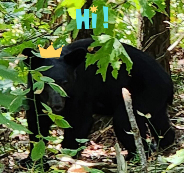 a black bear with a cartoon yellow crown