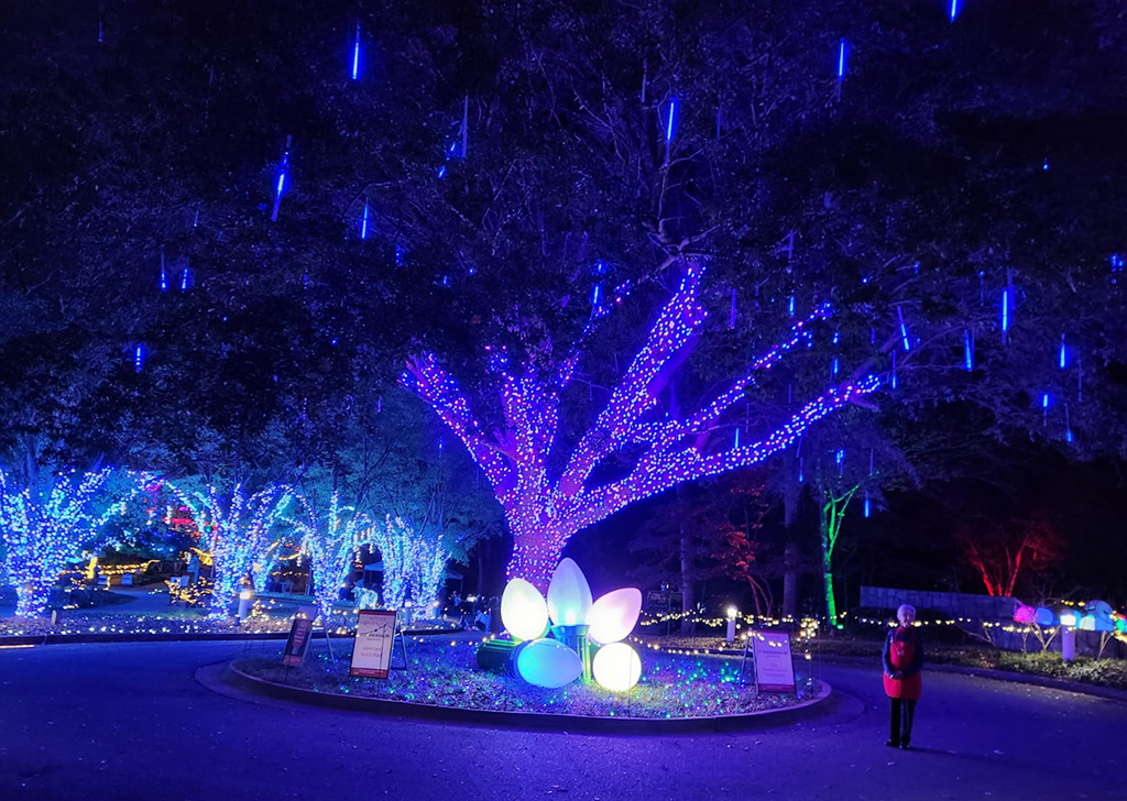 tree at the entrance of wonderlights at the uga botanical gardens