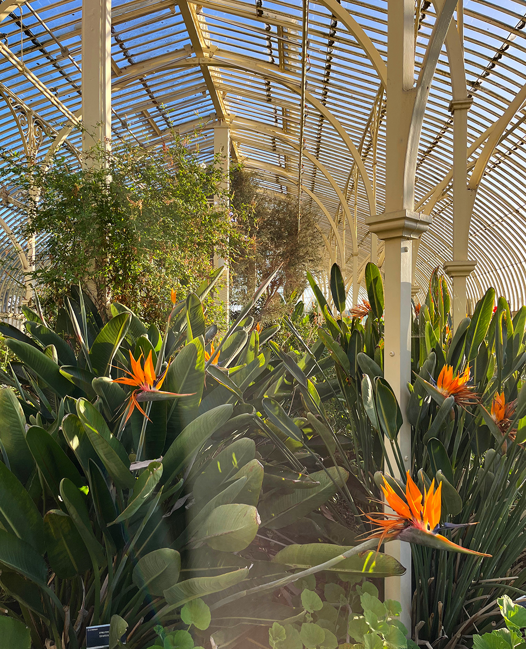 orange birds of paradise in a greenhouse