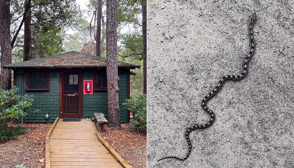 split image of a green cabin and a snake