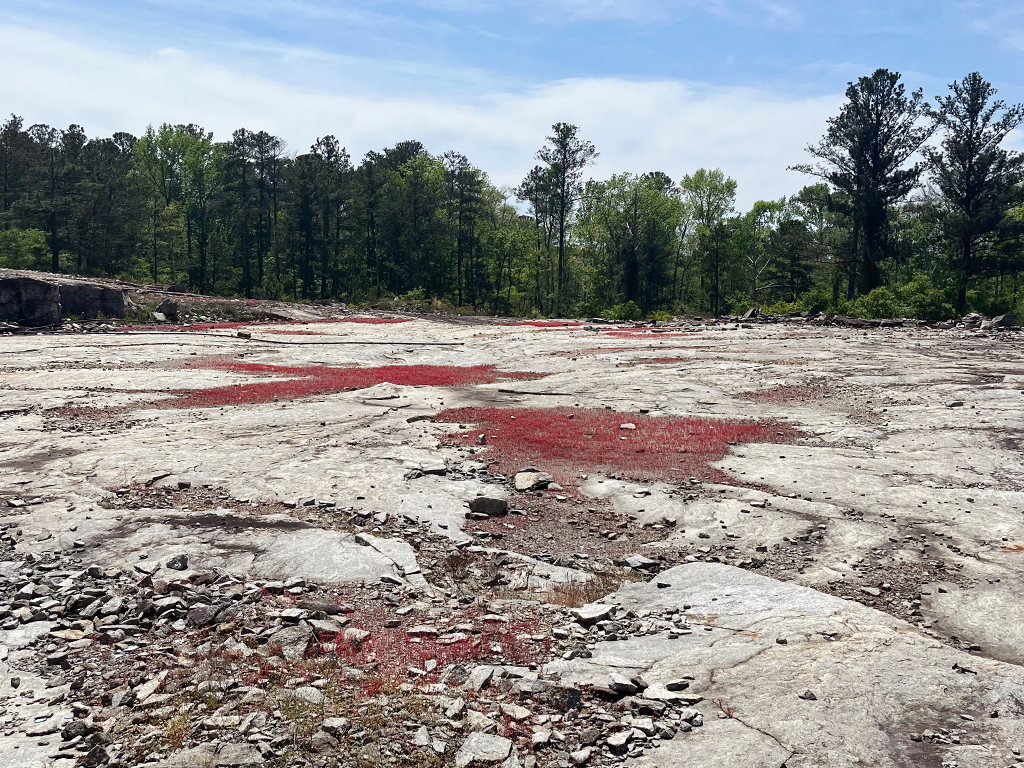 patches of red moss on a granite outcrop with a line of trees on the horizon