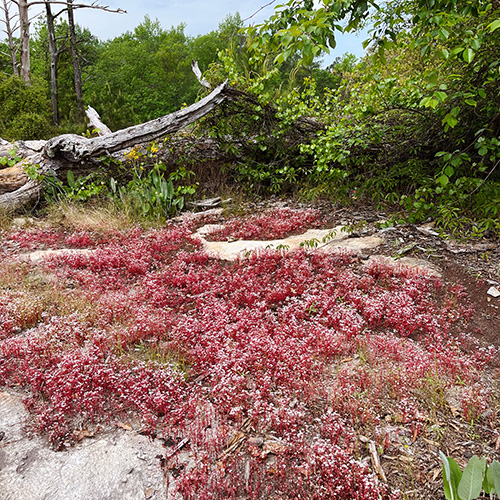 red moss on Arabia Mountain