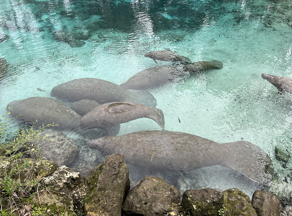 a clear spring with manatees
