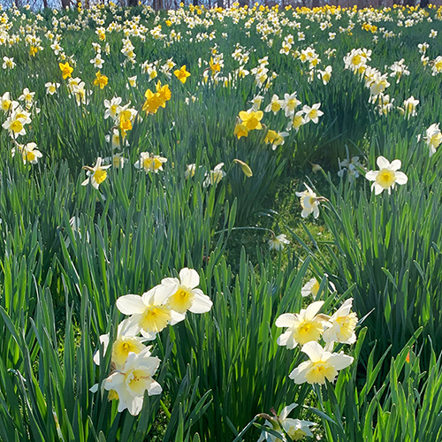 gibbs gardens daffodil