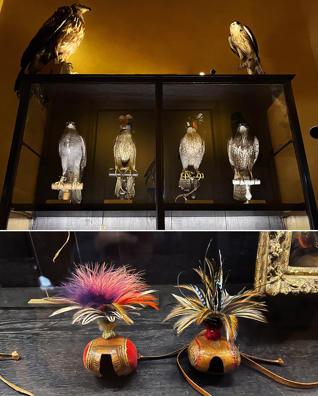 a display of taxidermy falcons and falconry headpieces