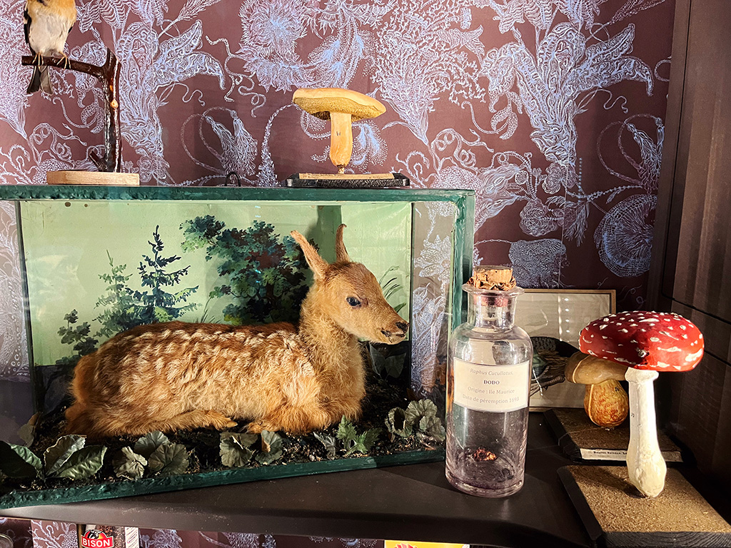 a display with a taxidermy fawn, mushrooms and a bottle