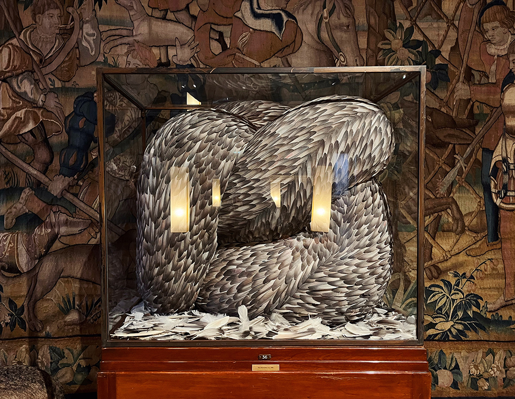 a glass case with feathered wings in a rectangular arrangement