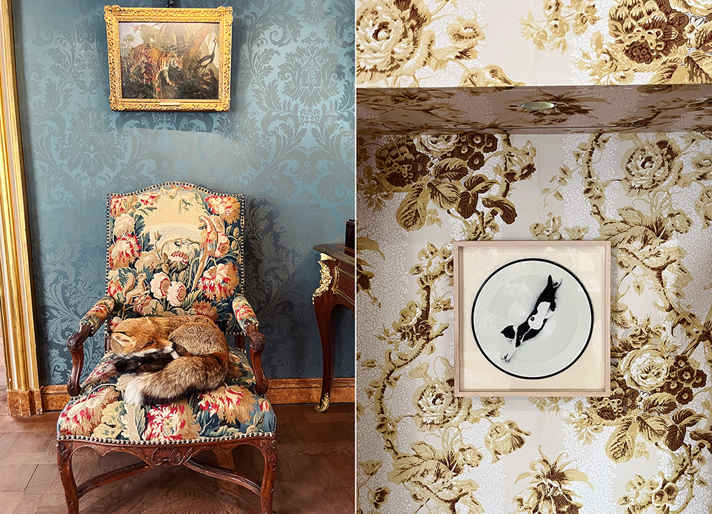 split image of a taxidermy fox in a chair under a painting and a cat illustration on rose patterned wallpaper