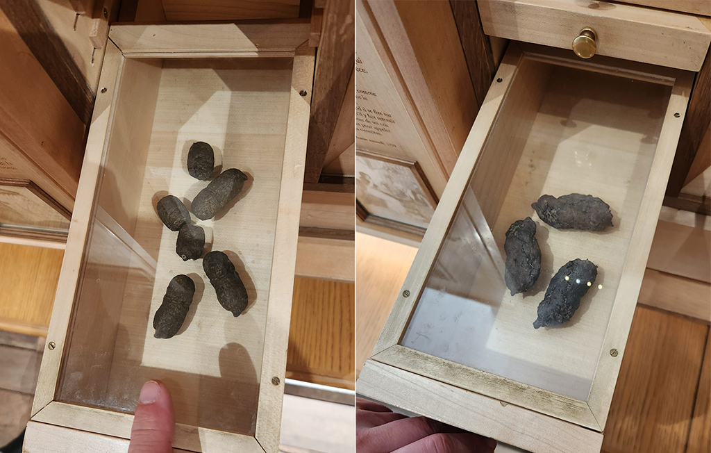 drawers with models of animal scat