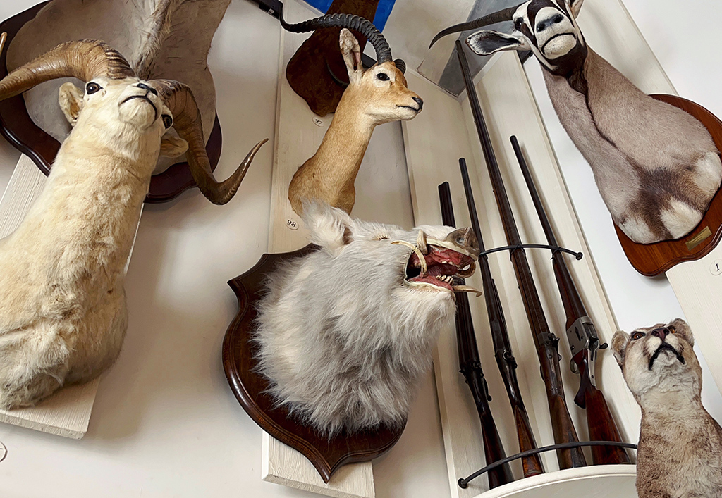 taxidermy animal heads on a wall including a boar
