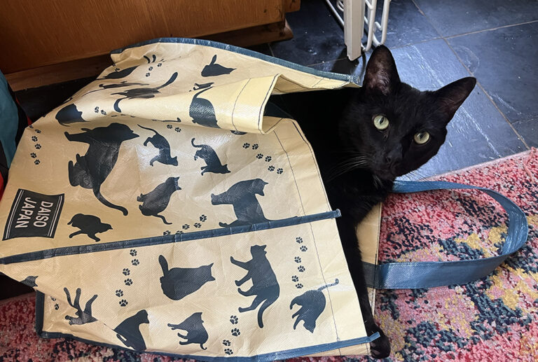 black cat inside a reusable shopping bag with a cat pattern